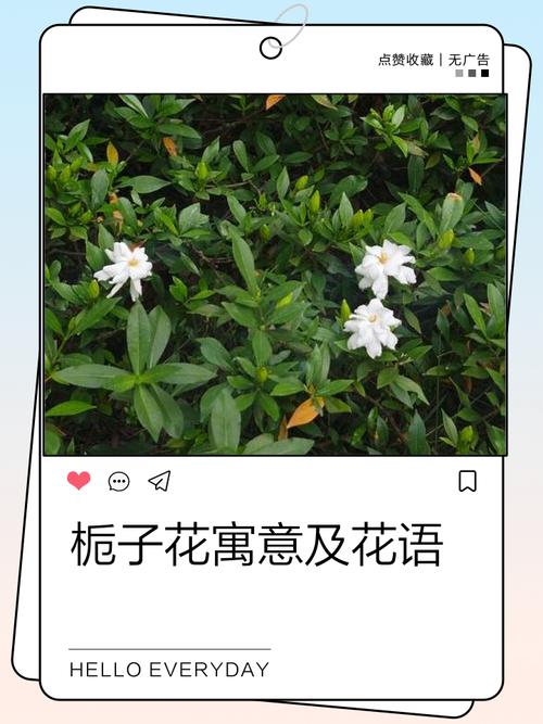 栀子花花语大全，栀子花的花语是啥意思-第3张图片-优品飞百科