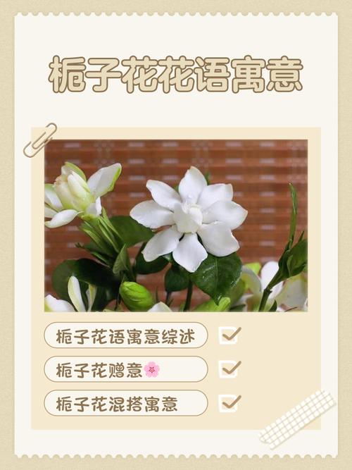 栀子花花语大全，栀子花的花语是啥意思-第4张图片-优品飞百科