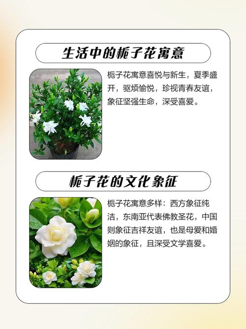 栀子花花语大全，栀子花的花语是啥意思-第5张图片-优品飞百科