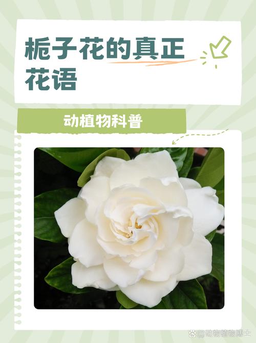 栀子花花语大全，栀子花的花语是啥意思-第7张图片-优品飞百科