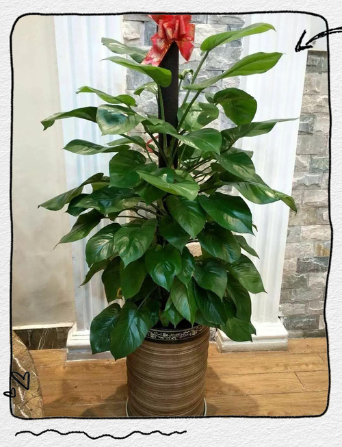 财位可以放绿萝吗？财位能放绿萝吗？