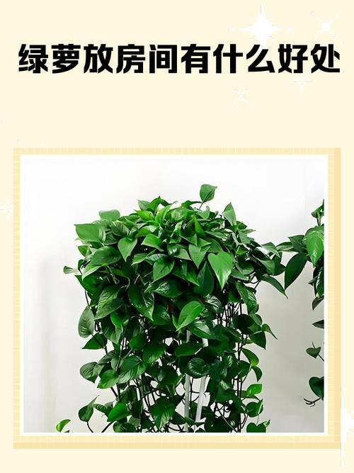 财位可以放绿萝吗？财位能放绿萝吗？-第2张图片-优品飞百科