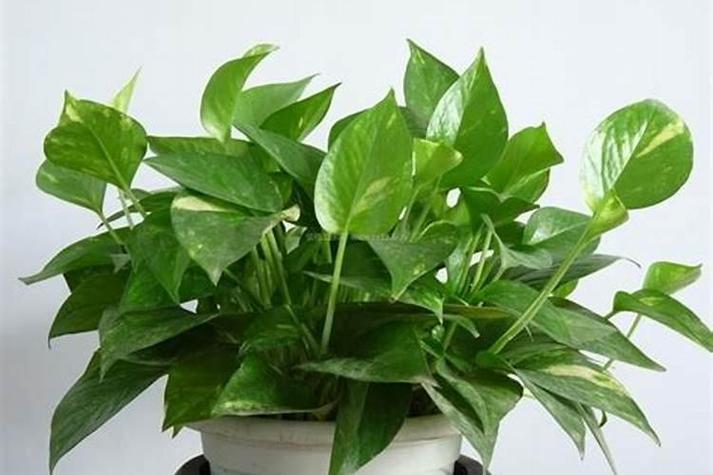 财位可以放绿萝吗？财位能放绿萝吗？-第3张图片-优品飞百科