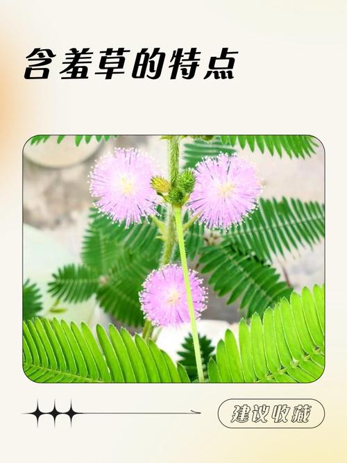 含羞草长什么样，叶子像什么，含羞草的叶子像什么一样