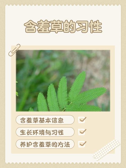 含羞草长什么样,叶子像什么,含羞草的叶子像什么一样-第3张图片-优品飞百科 含羞草长什么样,叶子像什么,含羞草的叶子像什么一样-第3张图片-优品飞百科