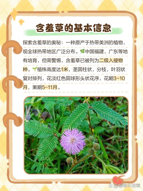 含羞草长什么样,叶子像什么,含羞草的叶子像什么一样-第4张图片-优品飞百科 含羞草长什么样,叶子像什么,含羞草的叶子像什么一样-第4张图片-优品飞百科