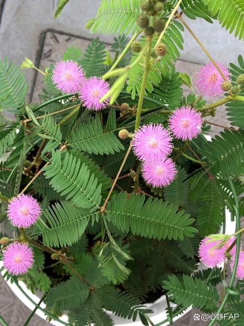 含羞草长什么样,叶子像什么,含羞草的叶子像什么一样-第5张图片-优品飞百科 含羞草长什么样,叶子像什么,含羞草的叶子像什么一样-第5张图片-优品飞百科