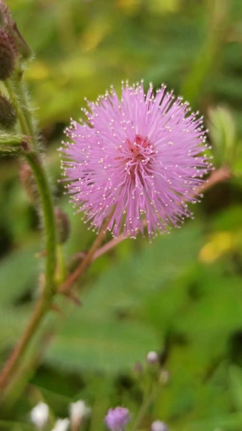 含羞草长什么样,叶子像什么,含羞草的叶子像什么一样-第7张图片-优品飞百科 含羞草长什么样,叶子像什么,含羞草的叶子像什么一样-第7张图片-优品飞百科