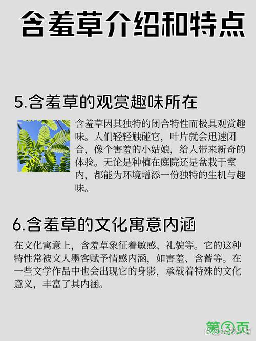 含羞草长什么样,叶子像什么,含羞草的叶子像什么一样-第8张图片-优品飞百科 含羞草长什么样,叶子像什么,含羞草的叶子像什么一样-第8张图片-优品飞百科
