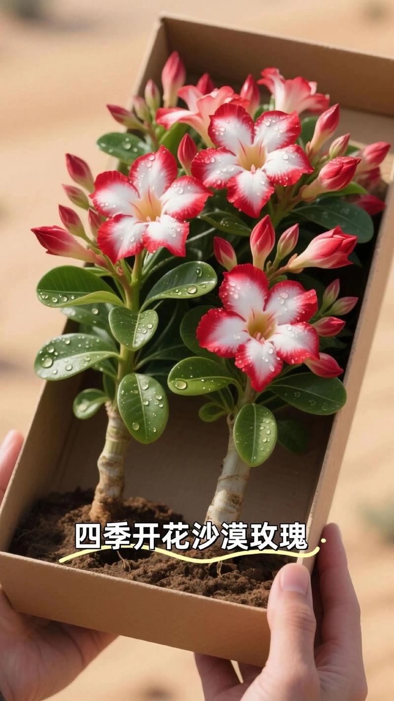 沙漠玫瑰的花语和传说,沙漠玫瑰的花语是什么?-第2张图片-优品飞百科 沙漠玫瑰的花语和传说,沙漠玫瑰的花语是什么?-第2张图片-优品飞百科