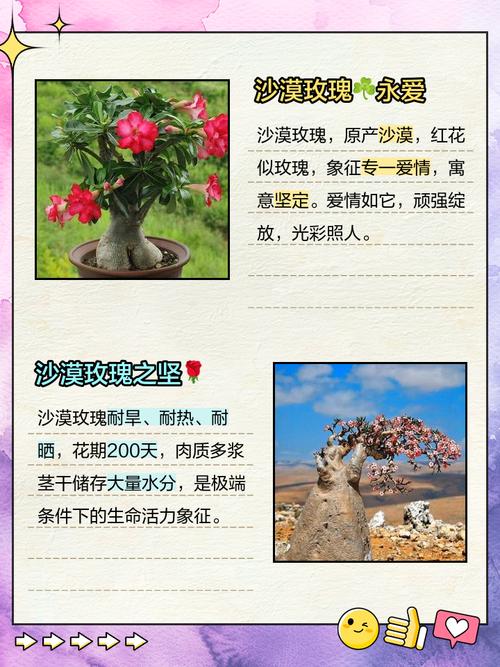 沙漠玫瑰的花语和传说,沙漠玫瑰的花语是什么?-第3张图片-优品飞百科 沙漠玫瑰的花语和传说,沙漠玫瑰的花语是什么?-第3张图片-优品飞百科