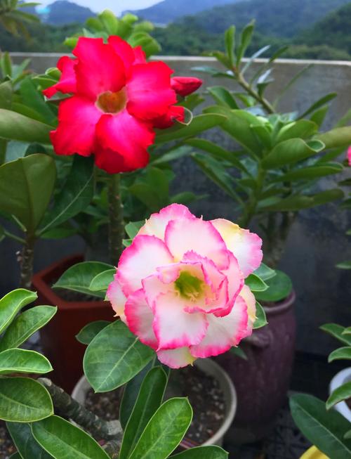 沙漠玫瑰的花语和传说,沙漠玫瑰的花语是什么?-第5张图片-优品飞百科 沙漠玫瑰的花语和传说,沙漠玫瑰的花语是什么?-第5张图片-优品飞百科