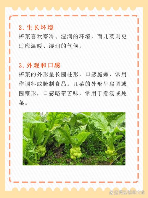 榨菜的功效与作用？乌江榨菜的功效与作用？-第2张图片-优品飞百科