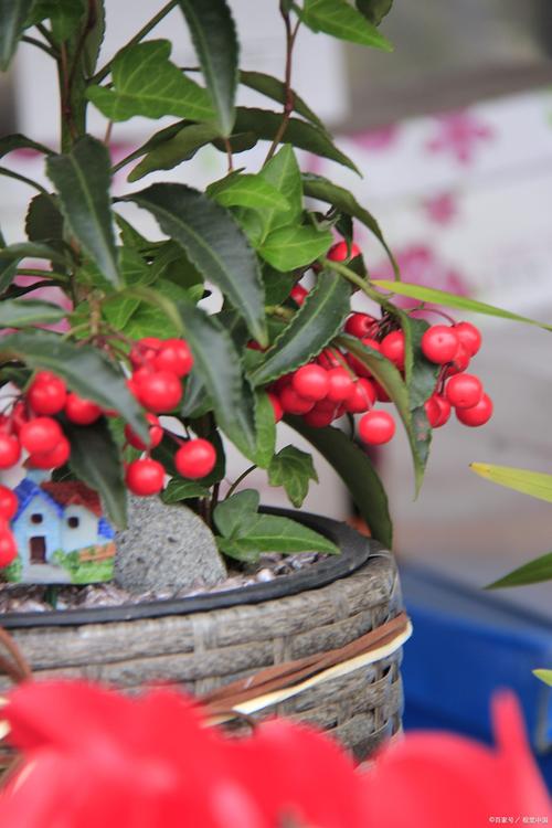 冬珊瑚的功效和作用？冬珊瑚图片药用价值？-第1张图片-优品飞百科