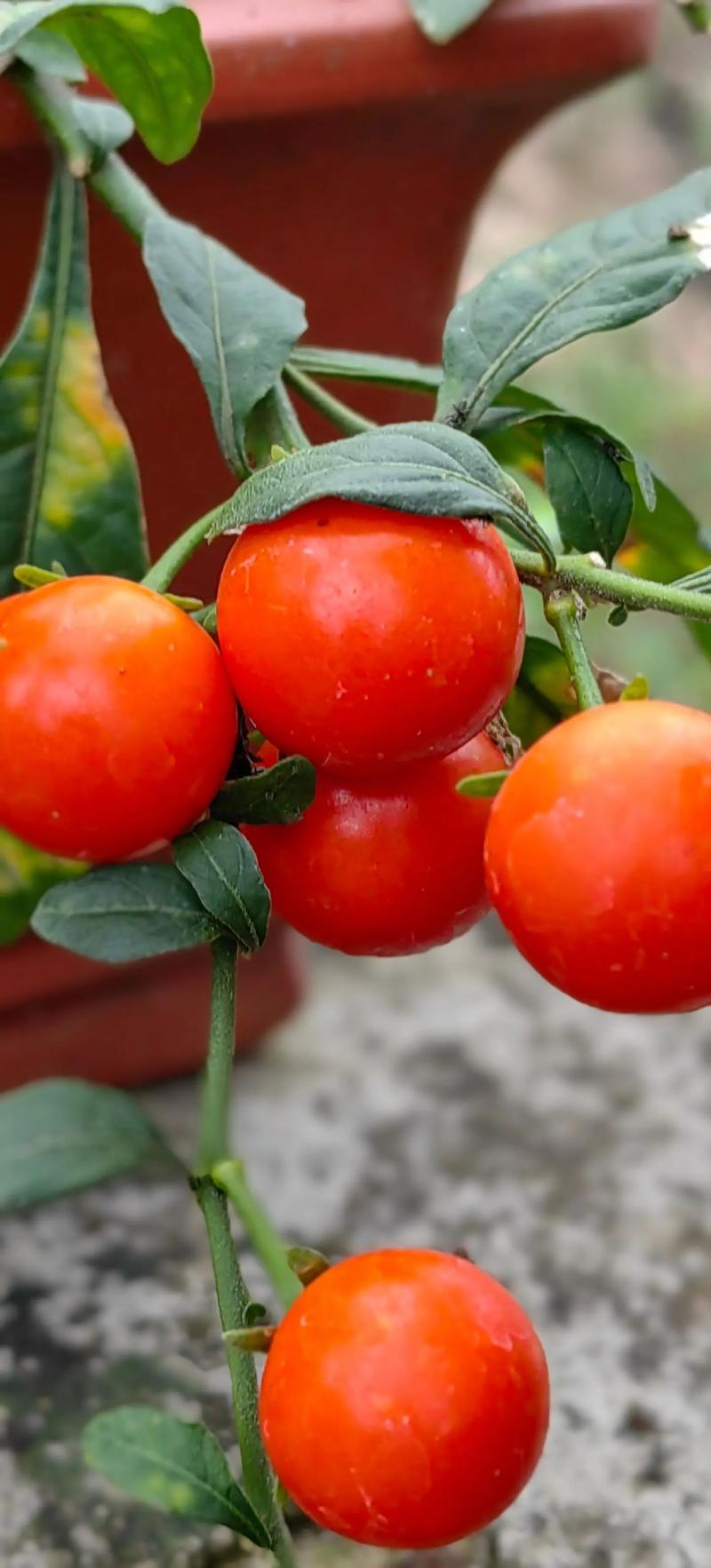 冬珊瑚的功效和作用？冬珊瑚图片药用价值？-第2张图片-优品飞百科