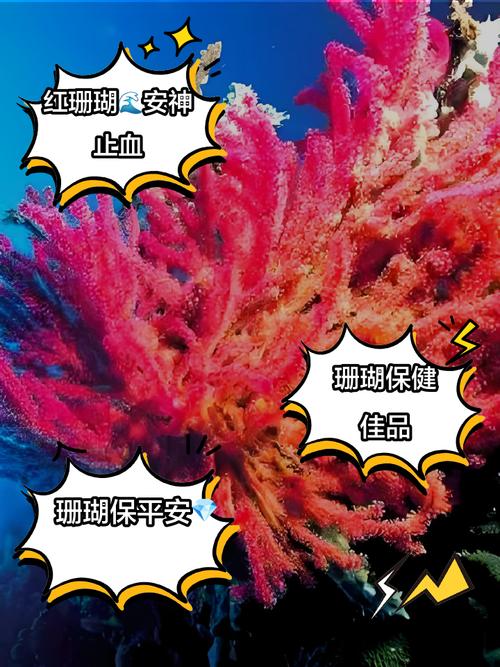 冬珊瑚的功效和作用？冬珊瑚图片药用价值？-第3张图片-优品飞百科