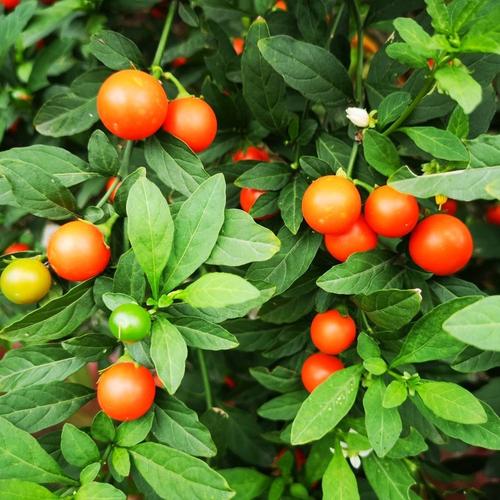 冬珊瑚的功效和作用？冬珊瑚图片药用价值？-第5张图片-优品飞百科