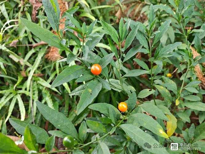 冬珊瑚的功效和作用？冬珊瑚图片药用价值？-第6张图片-优品飞百科