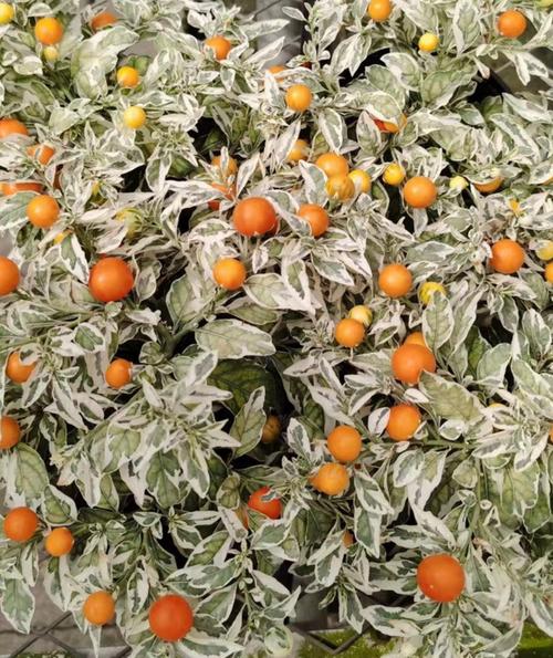 冬珊瑚的功效和作用？冬珊瑚图片药用价值？-第7张图片-优品飞百科