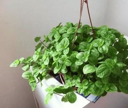 包含吸毒草的作用有哪些的词条