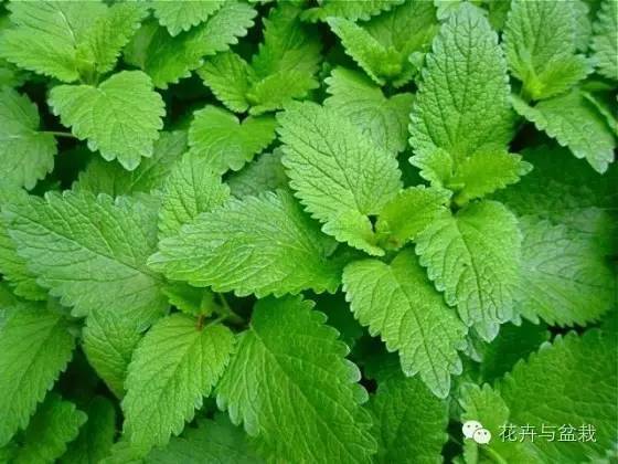 包含吸毒草的作用有哪些的词条-第2张图片-优品飞百科