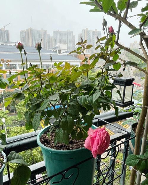 月季花可以室内养吗？月季花可以室内养吗风水好吗？