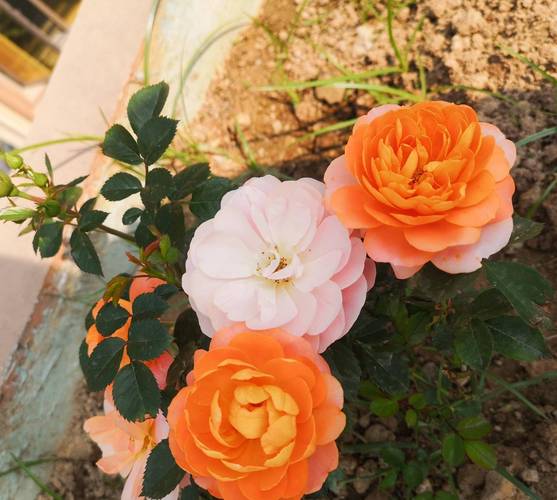 月季花可以室内养吗？月季花可以室内养吗风水好吗？-第2张图片-优品飞百科