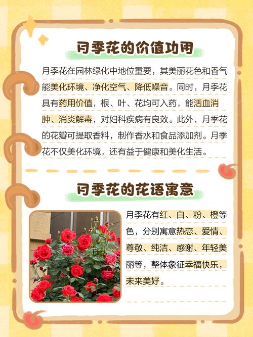 月季花可以室内养吗？月季花可以室内养吗风水好吗？-第3张图片-优品飞百科