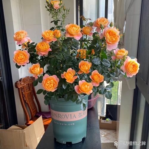 月季花可以室内养吗？月季花可以室内养吗风水好吗？-第4张图片-优品飞百科