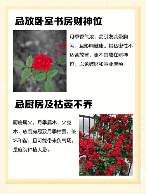 月季花可以室内养吗？月季花可以室内养吗风水好吗？-第5张图片-优品飞百科
