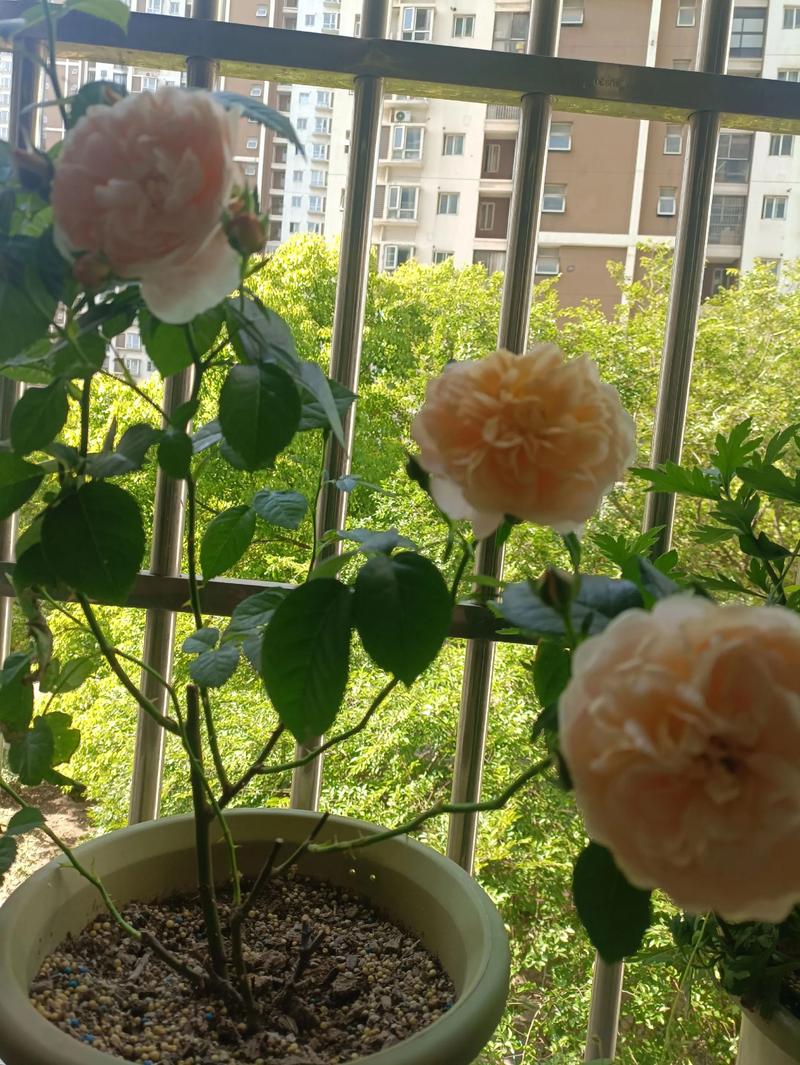 月季花可以室内养吗？月季花可以室内养吗风水好吗？-第6张图片-优品飞百科