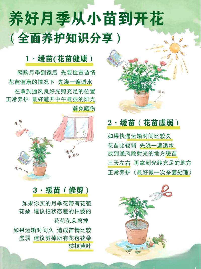 月季花可以室内养吗？月季花可以室内养吗风水好吗？-第7张图片-优品飞百科