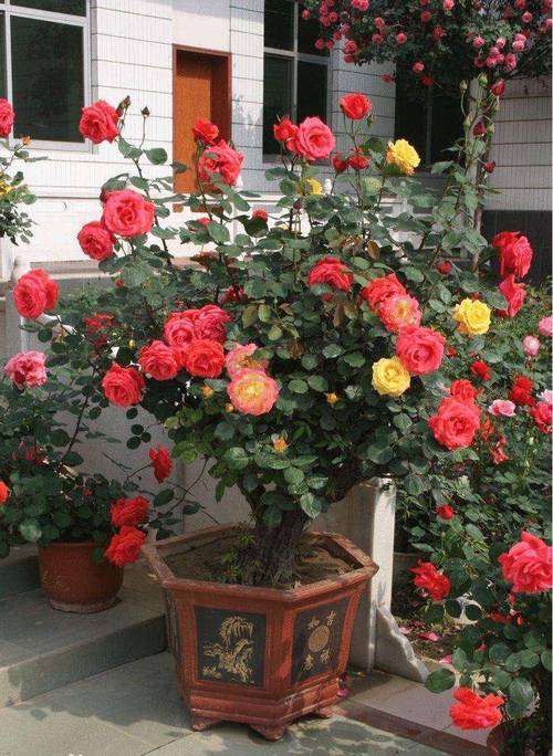 月季花可以室内养吗？月季花可以室内养吗风水好吗？-第8张图片-优品飞百科