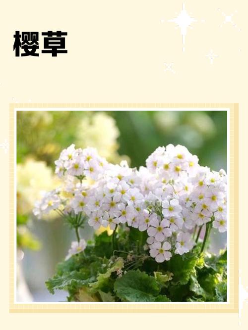 樱草的花语及传说，樱草 花语？-第2张图片-优品飞百科