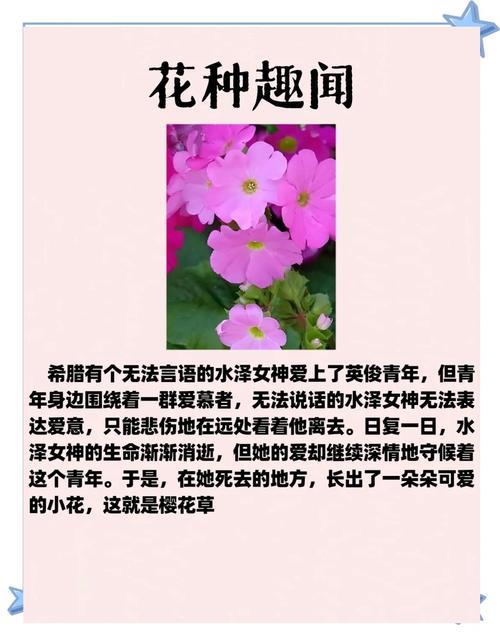 樱草的花语及传说，樱草 花语？-第3张图片-优品飞百科