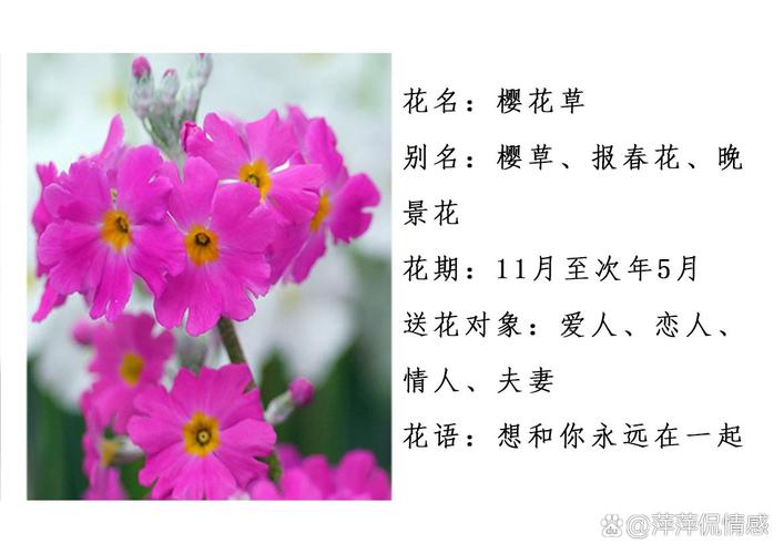 樱草的花语及传说，樱草 花语？-第4张图片-优品飞百科