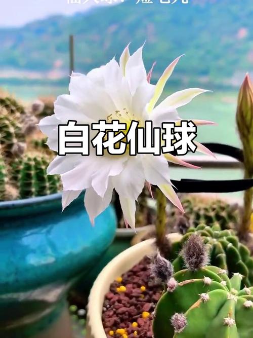 仙人球开花白色寓意是什么，仙人球开白色的花是什么兆头？