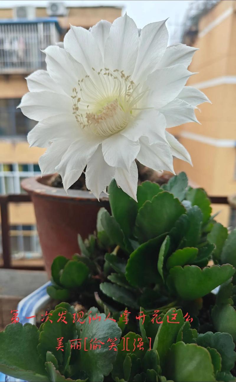 仙人球开花白色寓意是什么，仙人球开白色的花是什么兆头？-第2张图片-优品飞百科