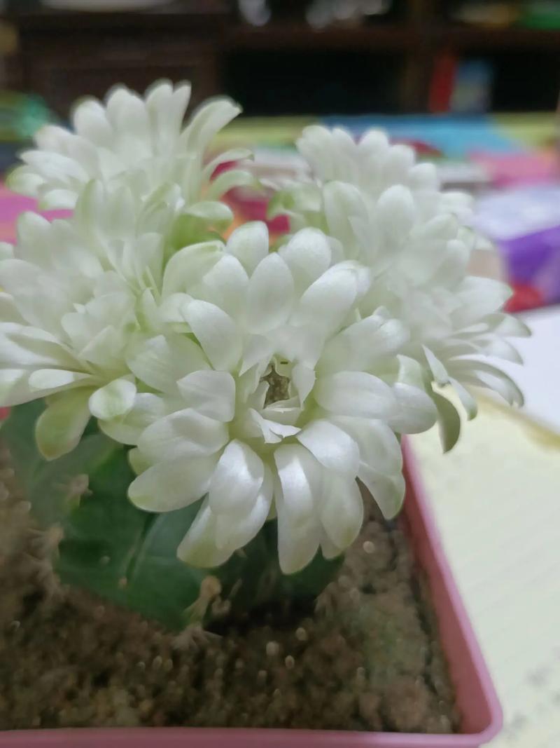 仙人球开花白色寓意是什么，仙人球开白色的花是什么兆头？-第3张图片-优品飞百科