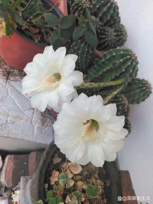 仙人球开花白色寓意是什么，仙人球开白色的花是什么兆头？-第4张图片-优品飞百科