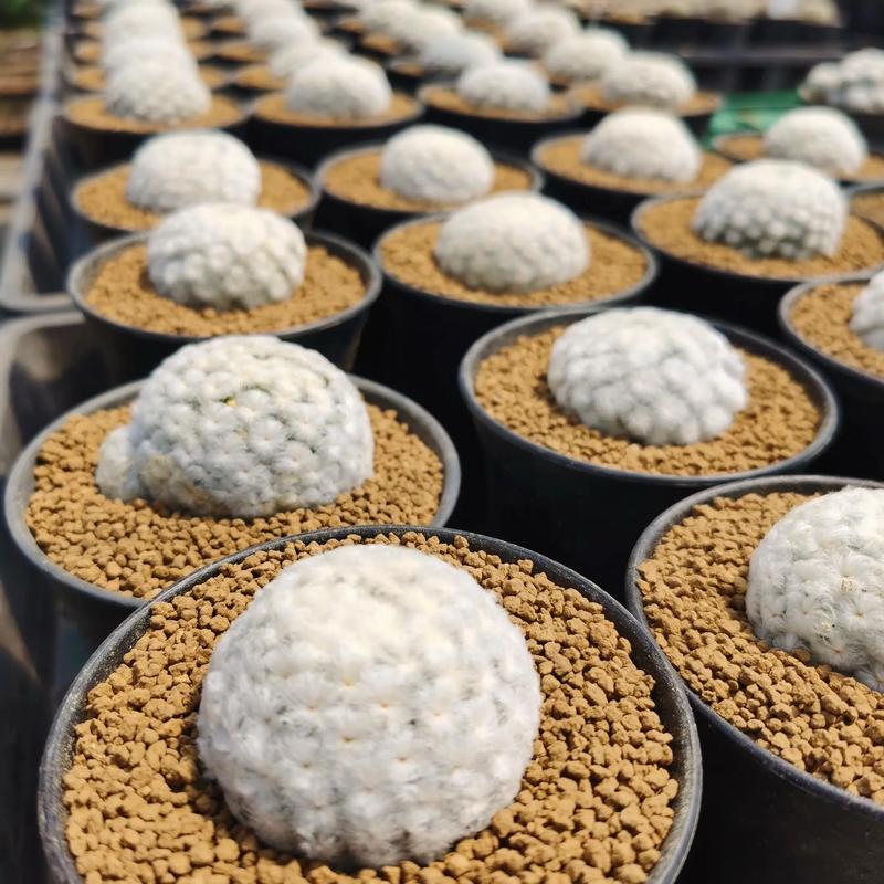 仙人球开花白色寓意是什么，仙人球开白色的花是什么兆头？-第5张图片-优品飞百科