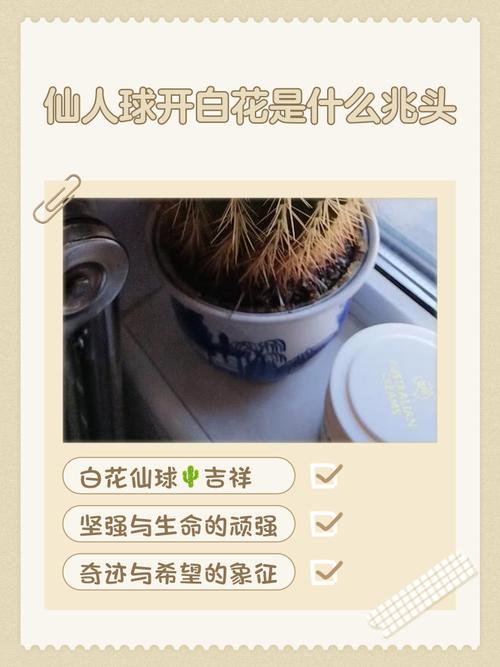 仙人球开花白色寓意是什么，仙人球开白色的花是什么兆头？-第6张图片-优品飞百科