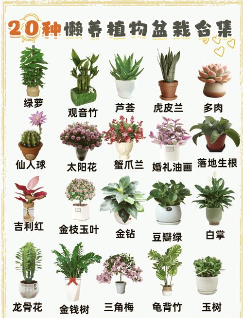 常见室内绿色植物的功效，室内绿色植物的功能-第2张图片-优品飞百科