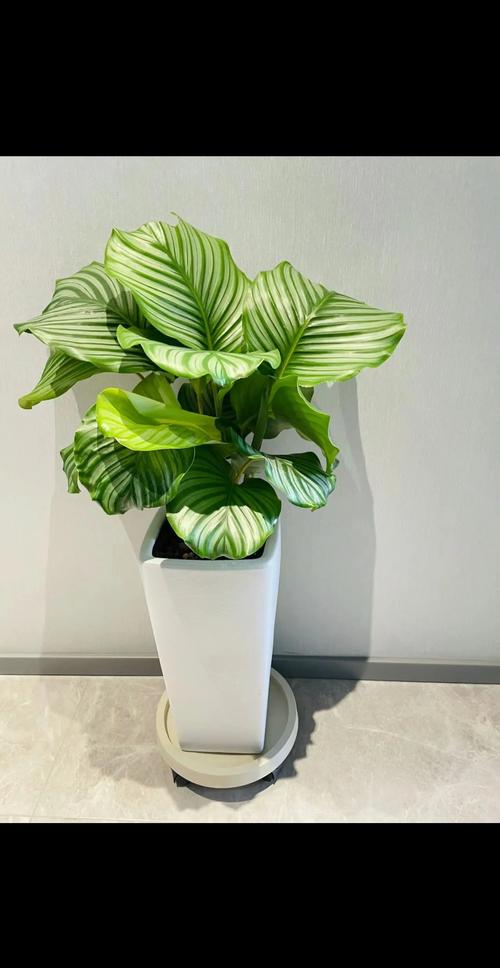 常见室内绿色植物的功效，室内绿色植物的功能-第3张图片-优品飞百科