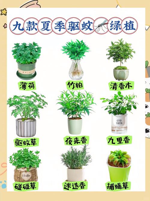 常见室内绿色植物的功效，室内绿色植物的功能-第4张图片-优品飞百科