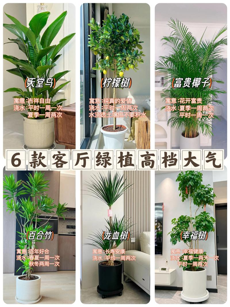 常见室内绿色植物的功效，室内绿色植物的功能-第6张图片-优品飞百科