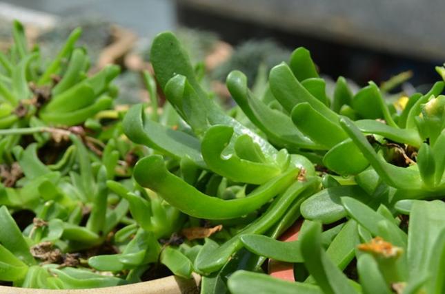 快刀乱麻的作用，快刀乱麻 意思？-第6张图片-优品飞百科