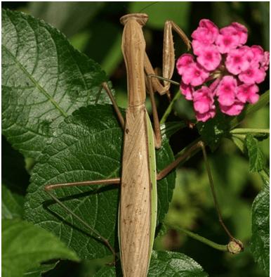 快刀乱麻的作用，快刀乱麻 意思？-第5张图片-优品飞百科