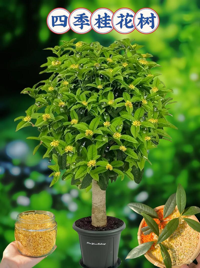 桂花在室内可以养吗，有没有毒？桂花在室内能养活吗？-第3张图片-优品飞百科