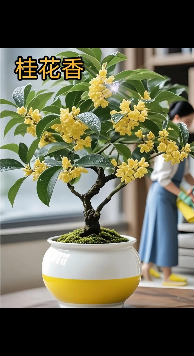 桂花在室内可以养吗，有没有毒？桂花在室内能养活吗？-第4张图片-优品飞百科